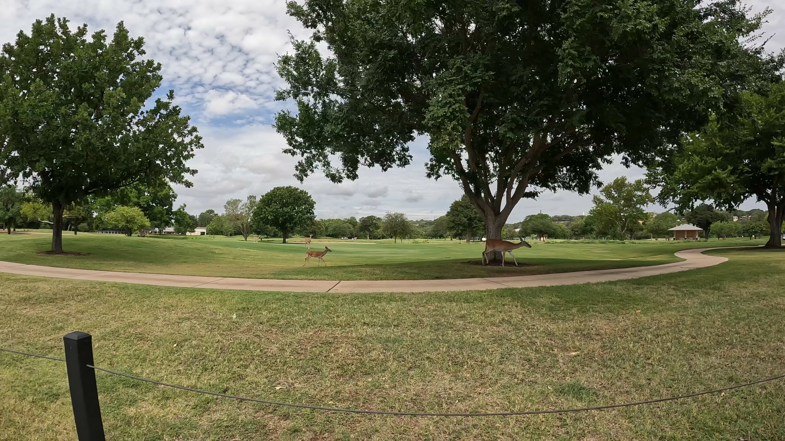 18-hole Golf Course with Deer