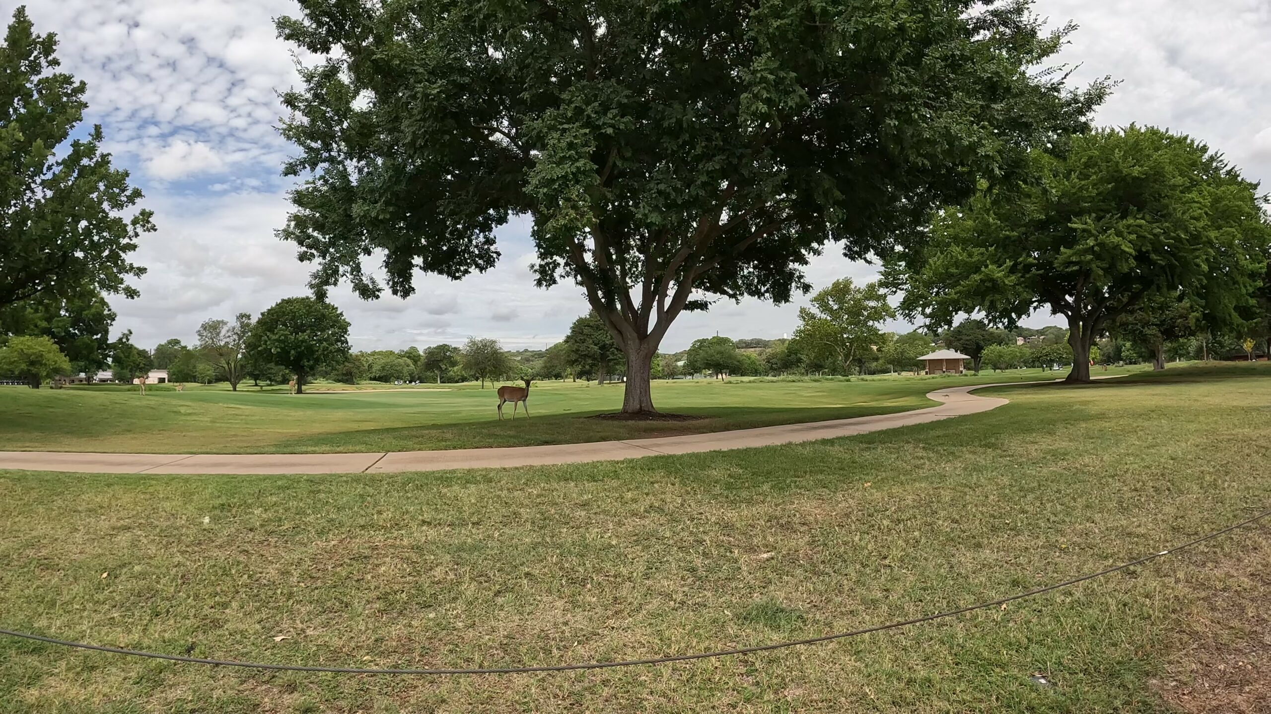 18-hole Golf Course with Deer