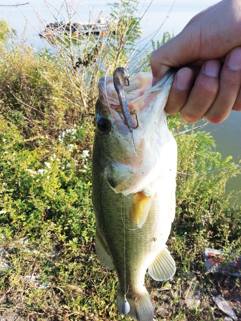 Canyon Lake - Largemouth Bass Fishing