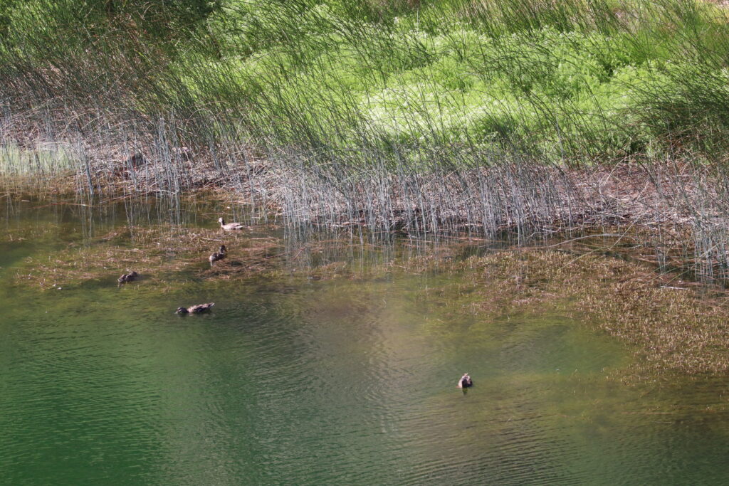 Ducks in the Well