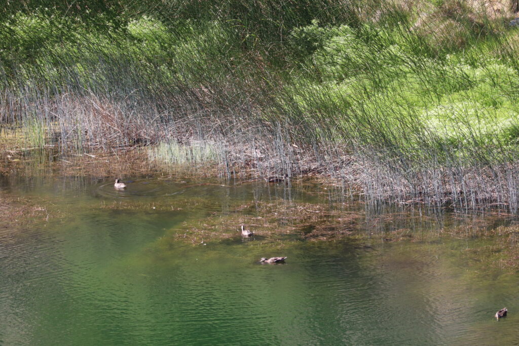 Ducks in the Well