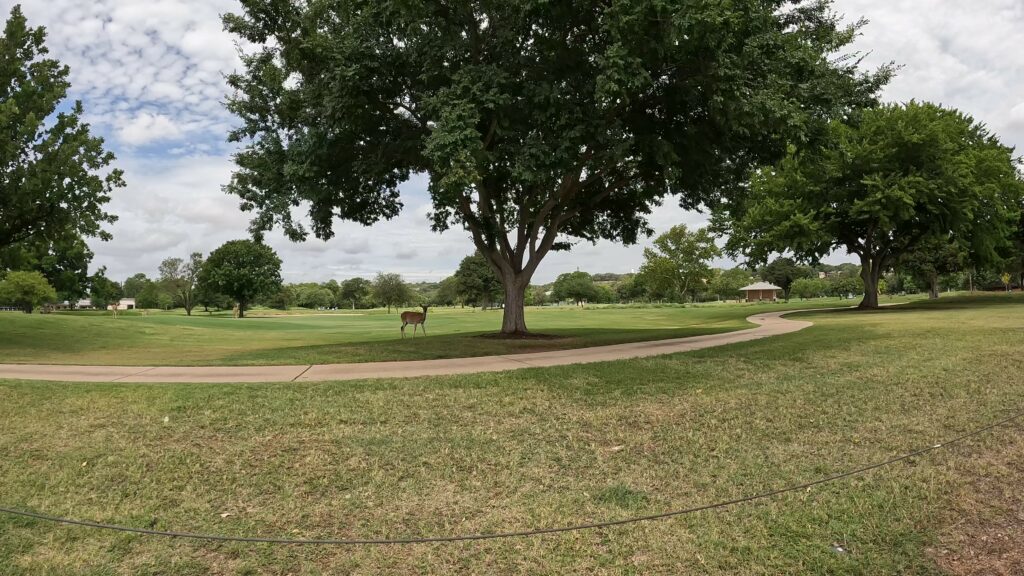 Deer on Landa Park 18-hole Golf Course