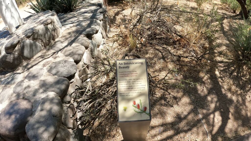 Desert Christmas Cactus