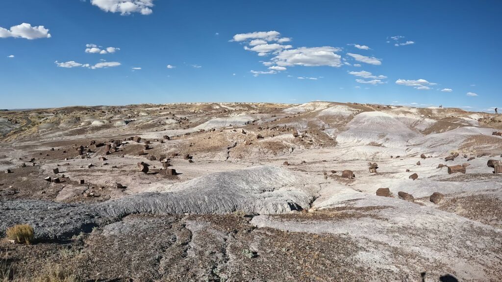 Petrified Wood on Crystal Forest Trail