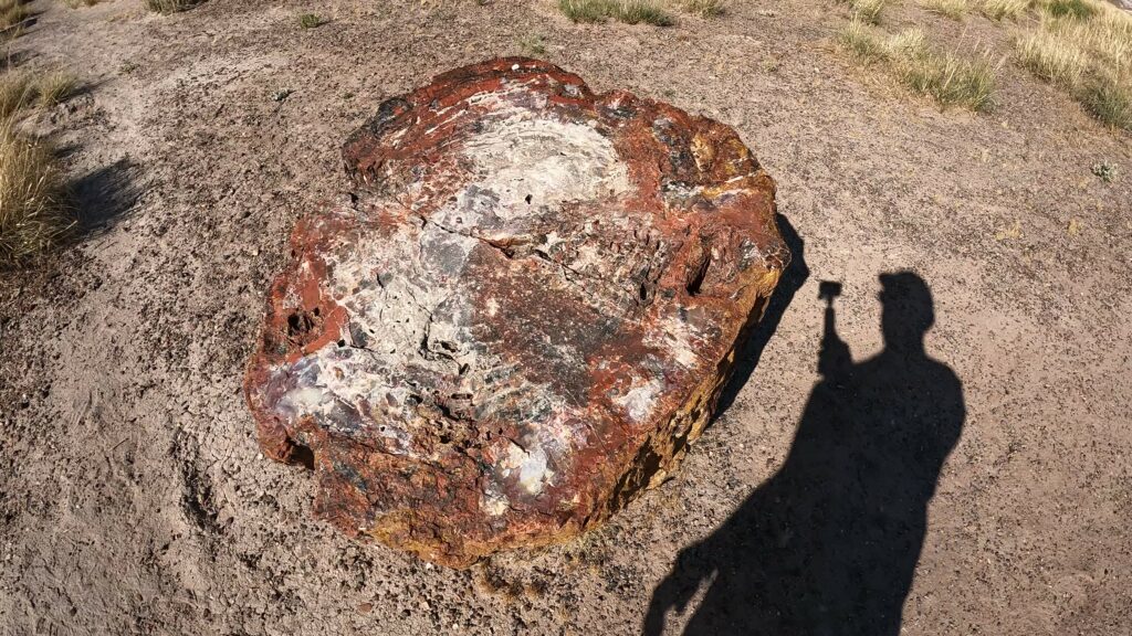 Petrified Wood - Crystal Forest