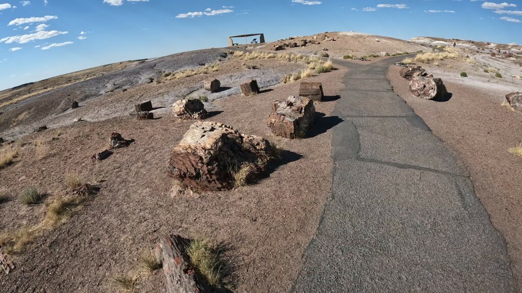 Petrified Wood - Crystal Forest