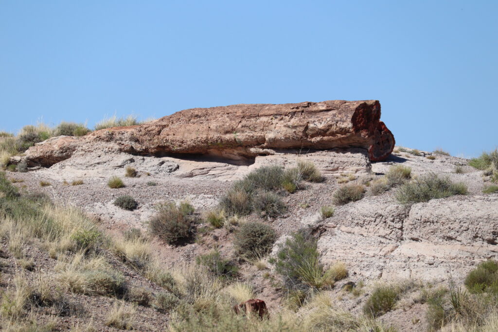 Petrified Log on Ridge