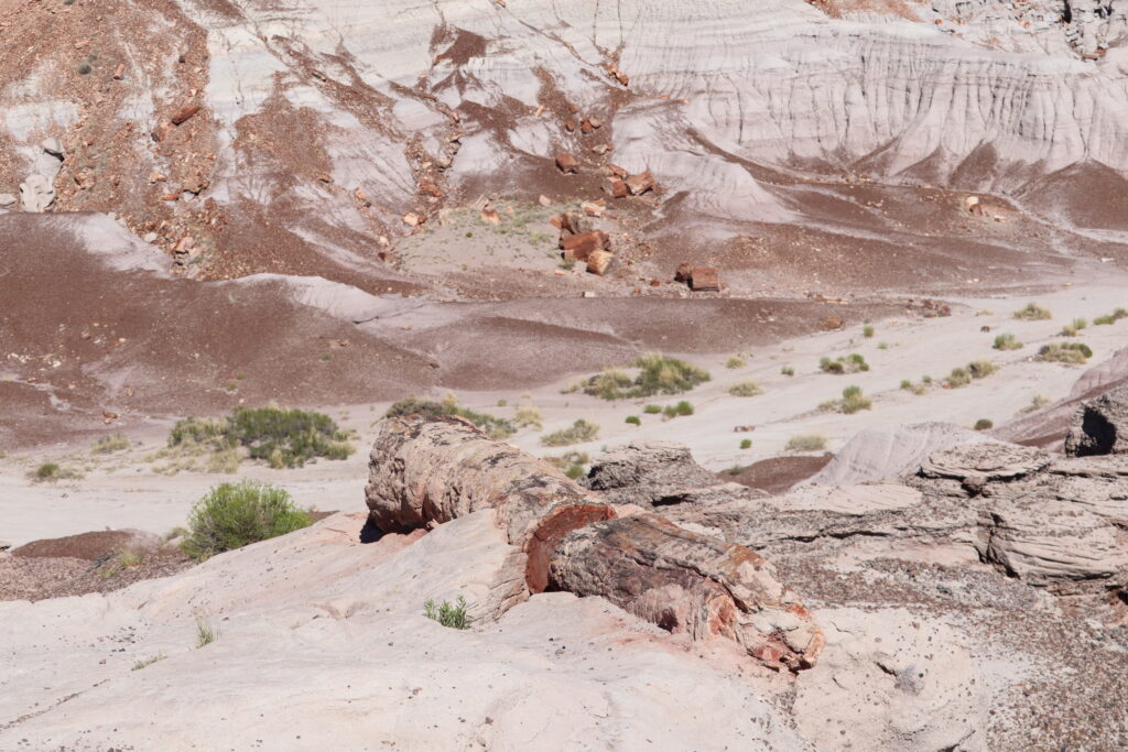 Scattered Petrified Wood