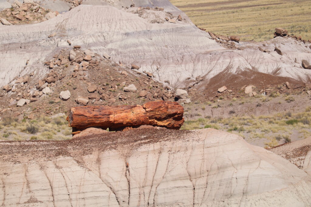 Petrified Wood on Ridge