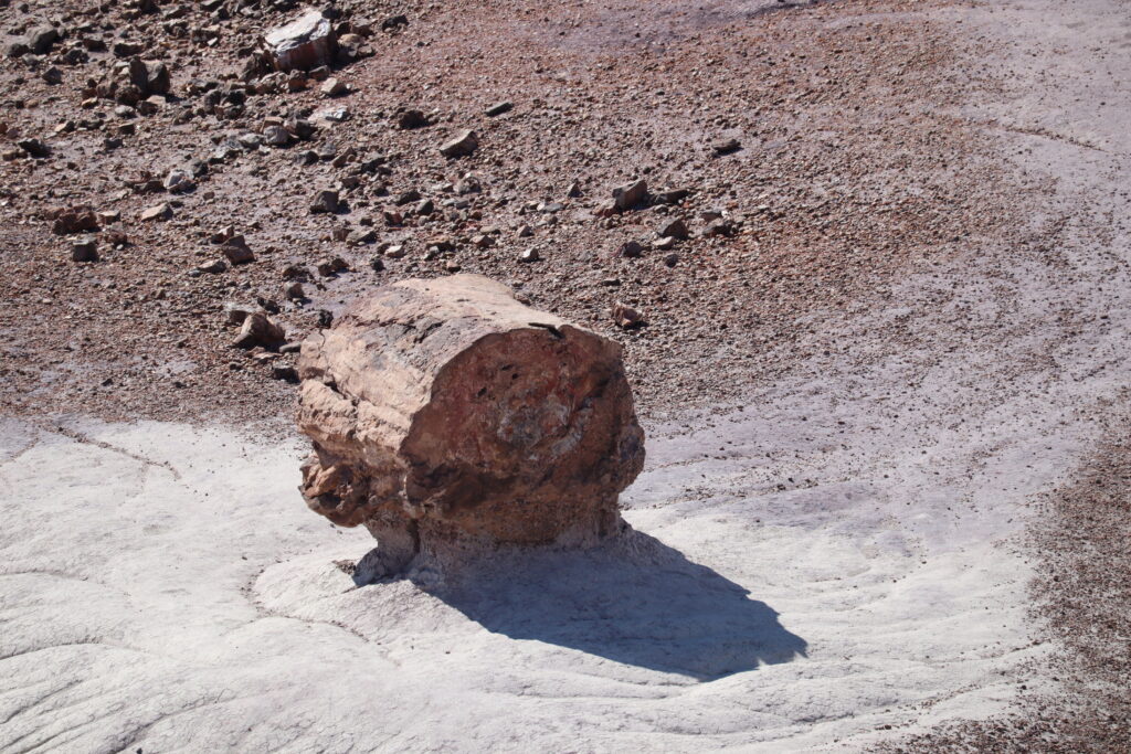 Petrified Tree