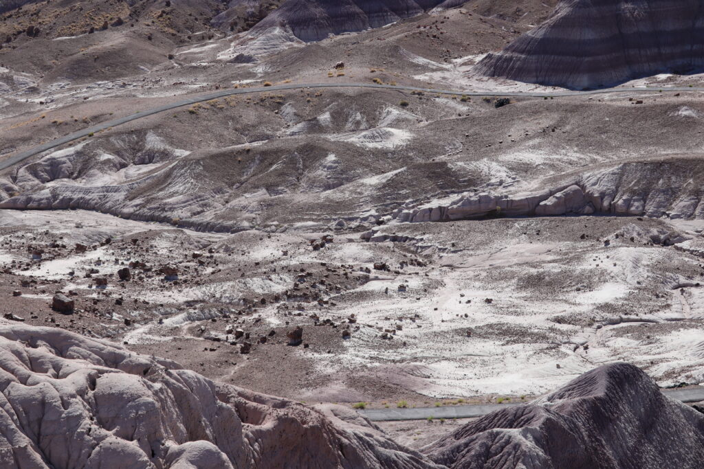 Scattered Petrified Wood at Blue Mesa