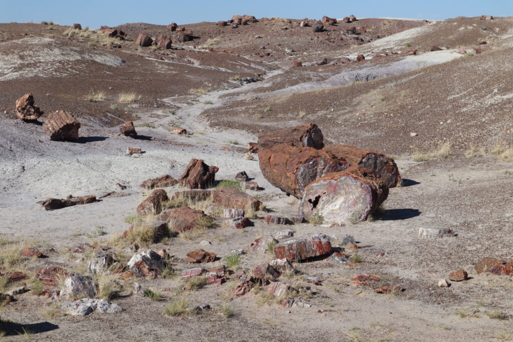 Scattered Petrified Wood