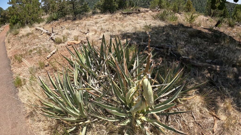 Vegetation on the Rim Trail