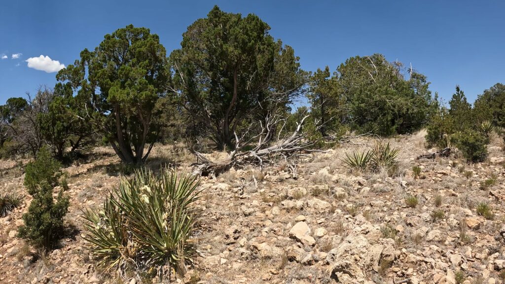 Flora on the Rim Trail