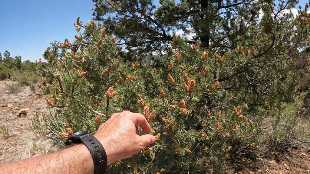 Rim Trail Flora