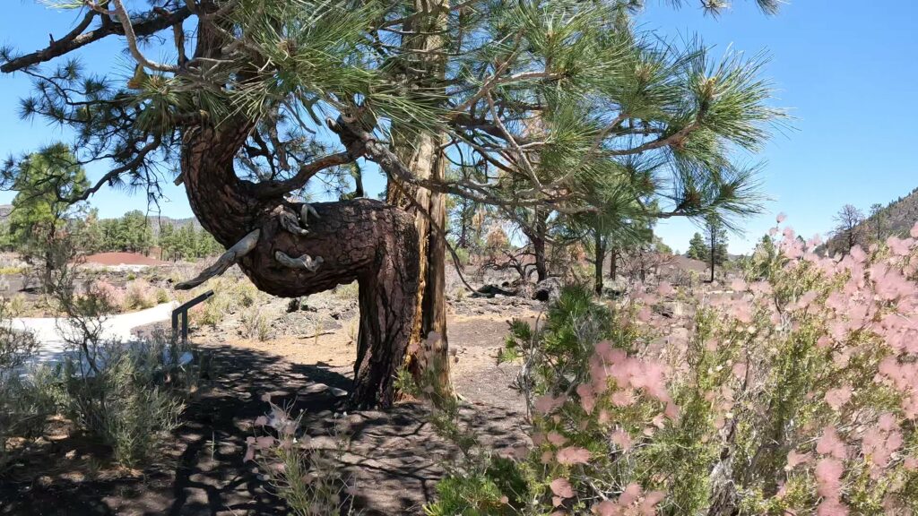 Fauna on the Bonita Trail