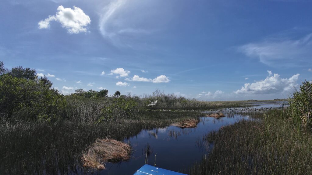 White Egret Tacking off as we Airboat Near Him