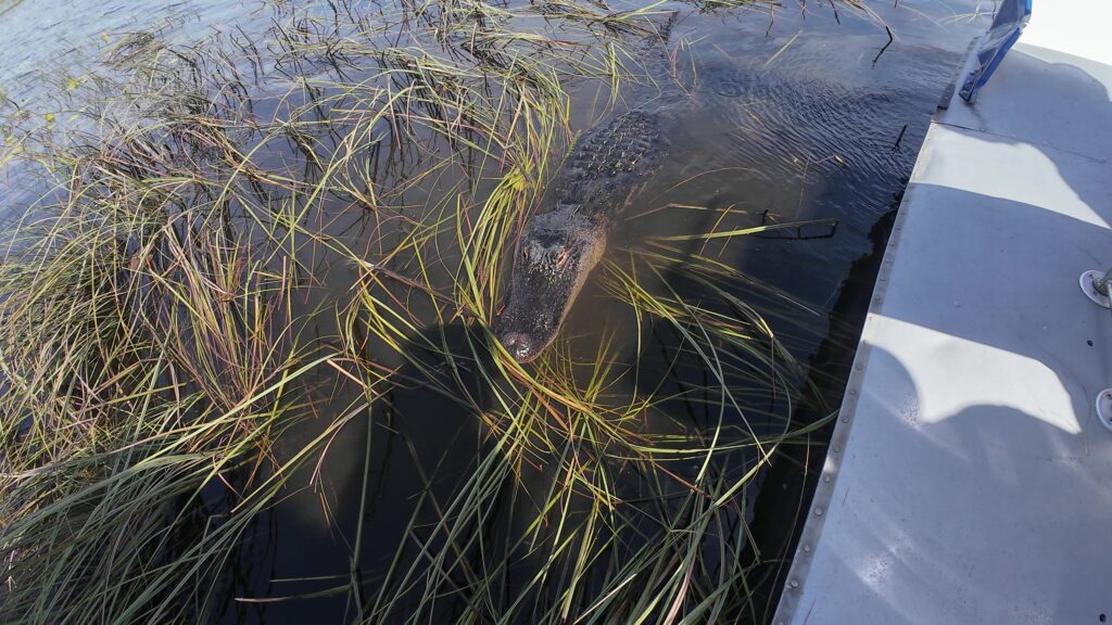 Adult Alligator being Inquisitive