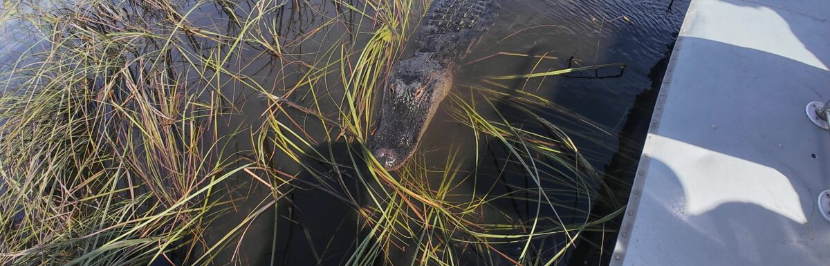 Adult Alligator being Inquisitive