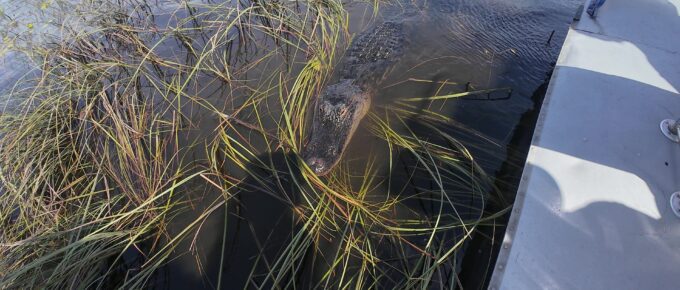 Adult Alligator being Inquisitive