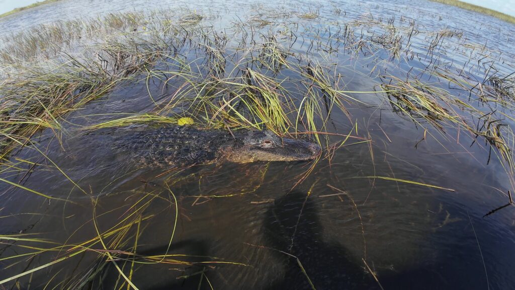 Adult Alligator being Inquisitive