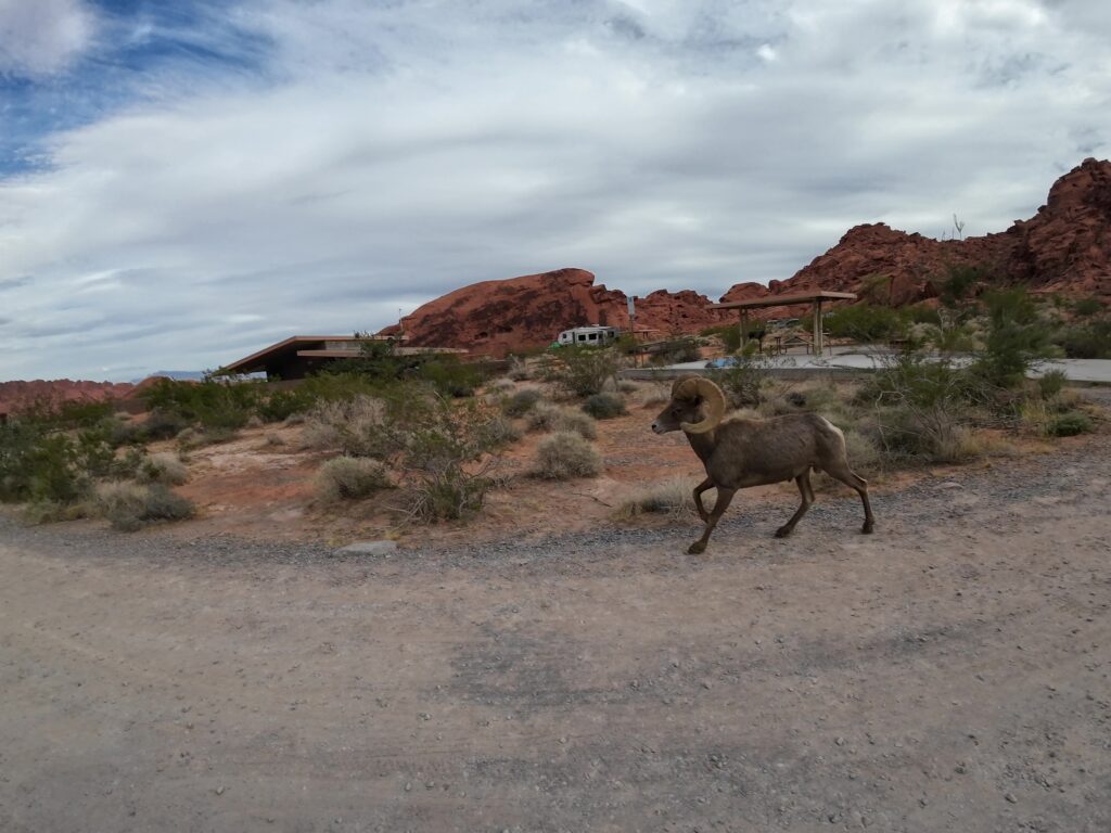 Mountain Ram in the Campground