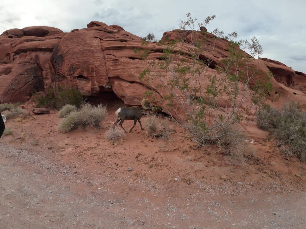 Mountain Ram in the Campground