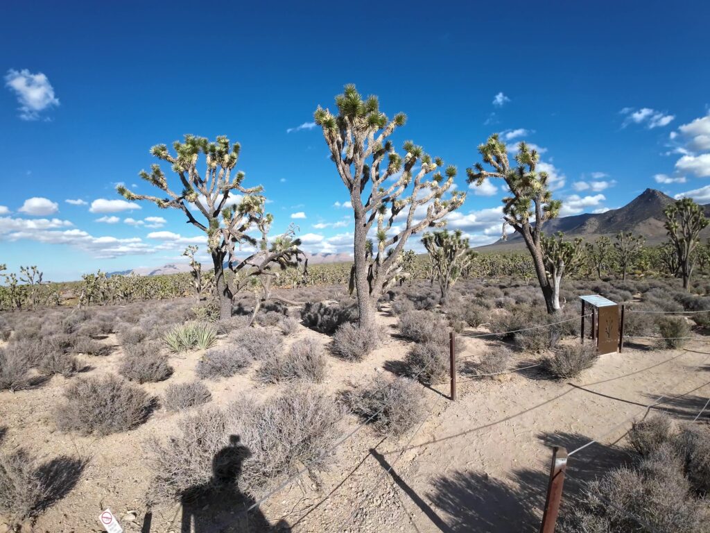 Joshua Tree Park on the Drive to Grand Canyon West