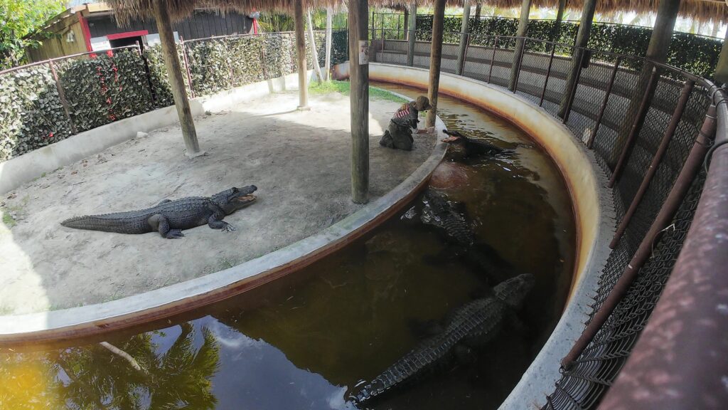 Alligator and Crocodile Exhibition at Everglades Safari Park