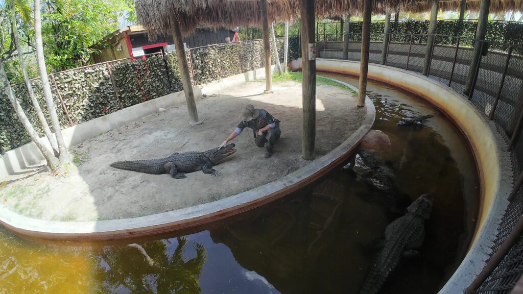 Alligator and Crocodile Exhibition at Everglades Safari Park