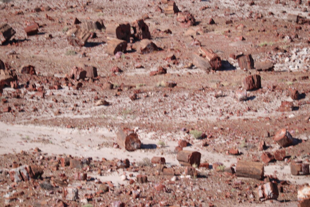 Field Littered with Petrified Wood