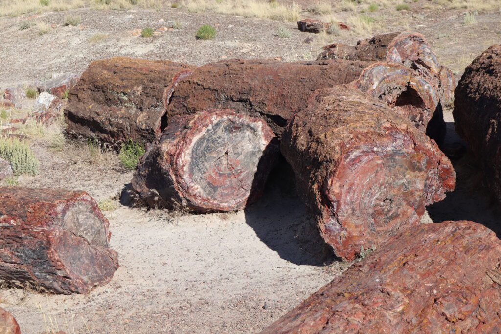 Petrified Wood at Petrified Forest National Park