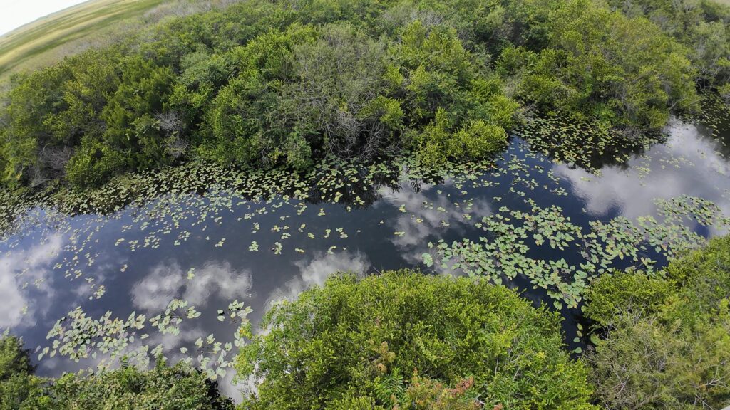 The Pond Below from on the Shark Valley Observation Tower