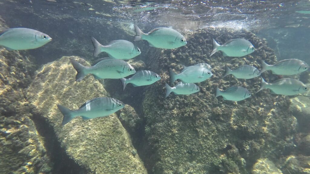 Beautiful Fish while Snorkeling