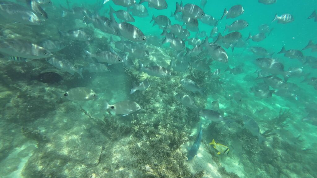 Lots of Beautiful Fish while Snorkeling