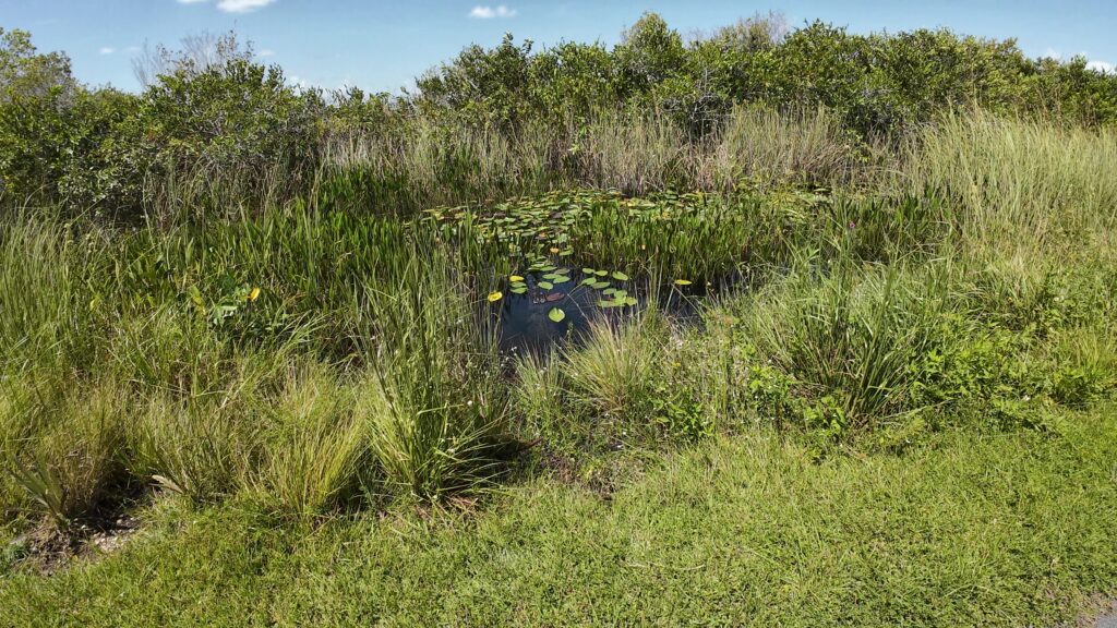 American Alligator under the water in the Canal on the Tram Ride back