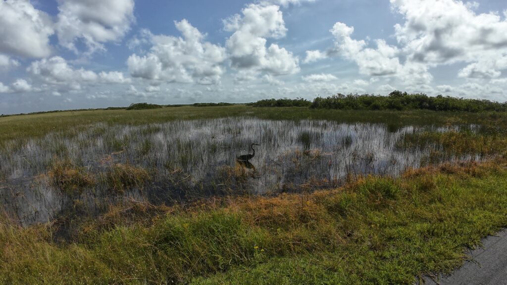 Egret in the River of Sawgrass