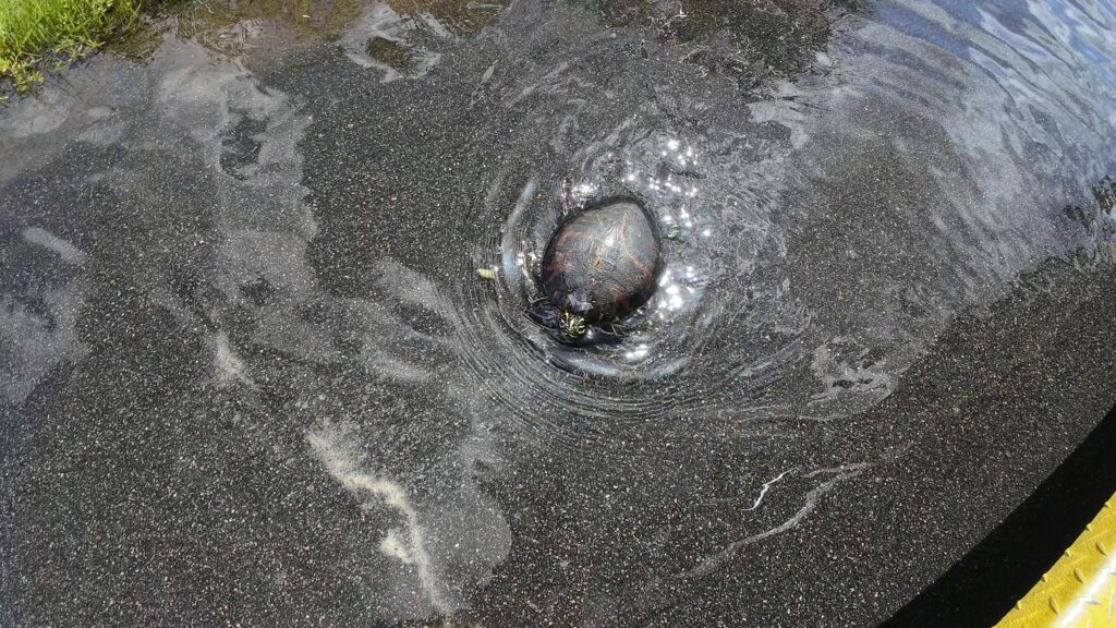 Turtle with Red Markings - Why did he cross the Road?