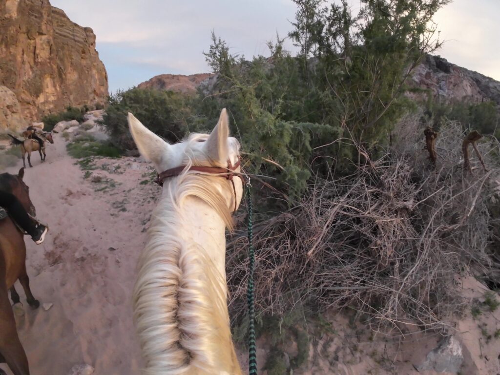 Sidney, the Horse, Liked to Snack on the Way