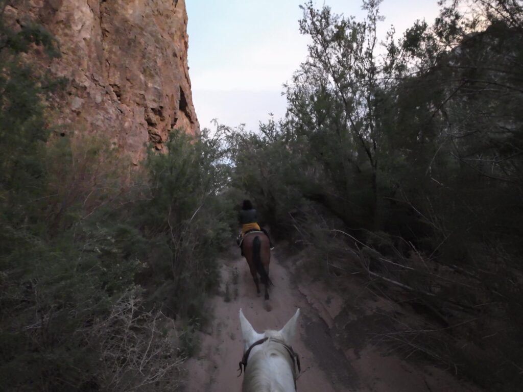 Greenery in the Canyon