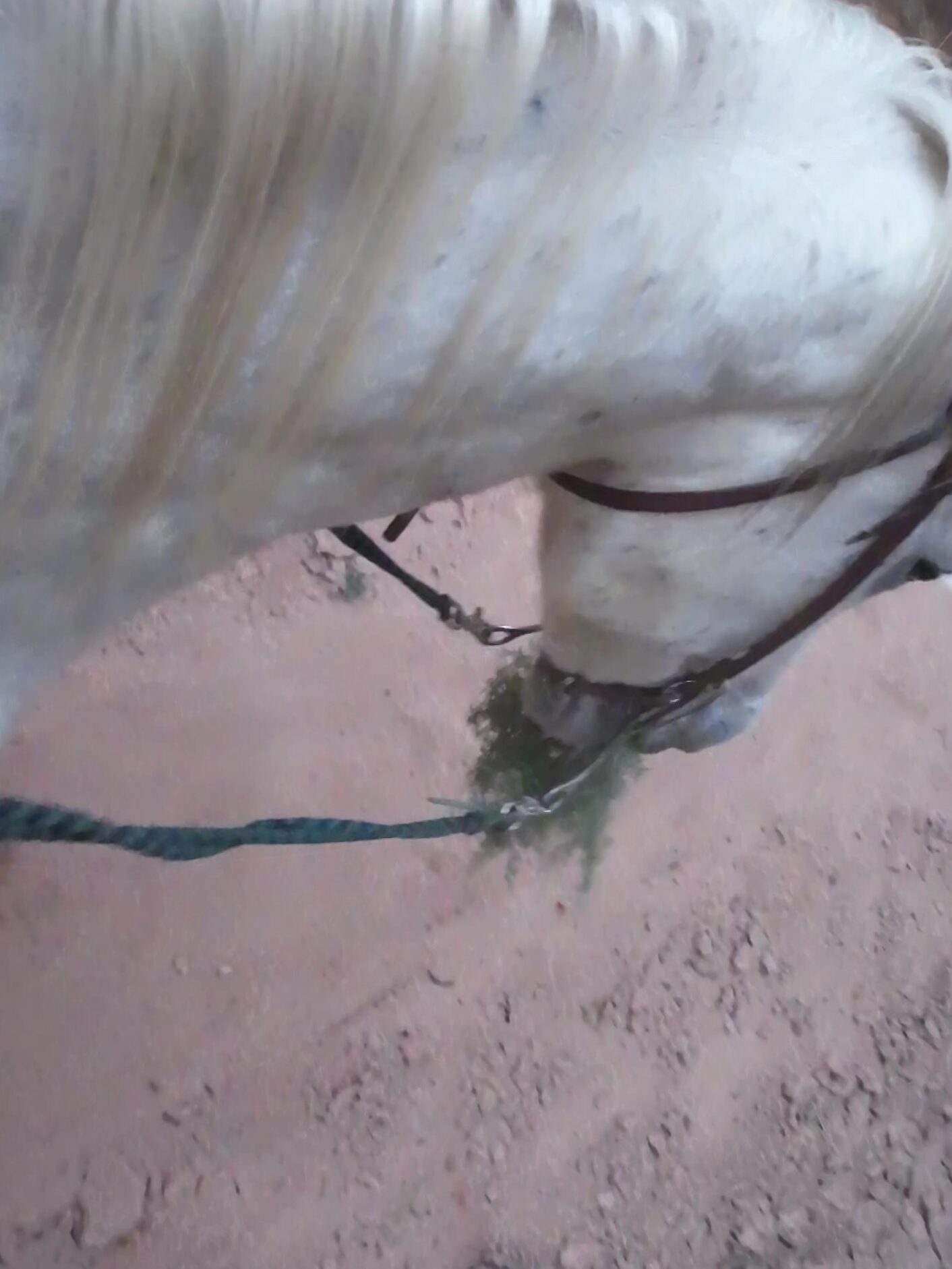 Sidney, enjoying a Little Snack on the Ride