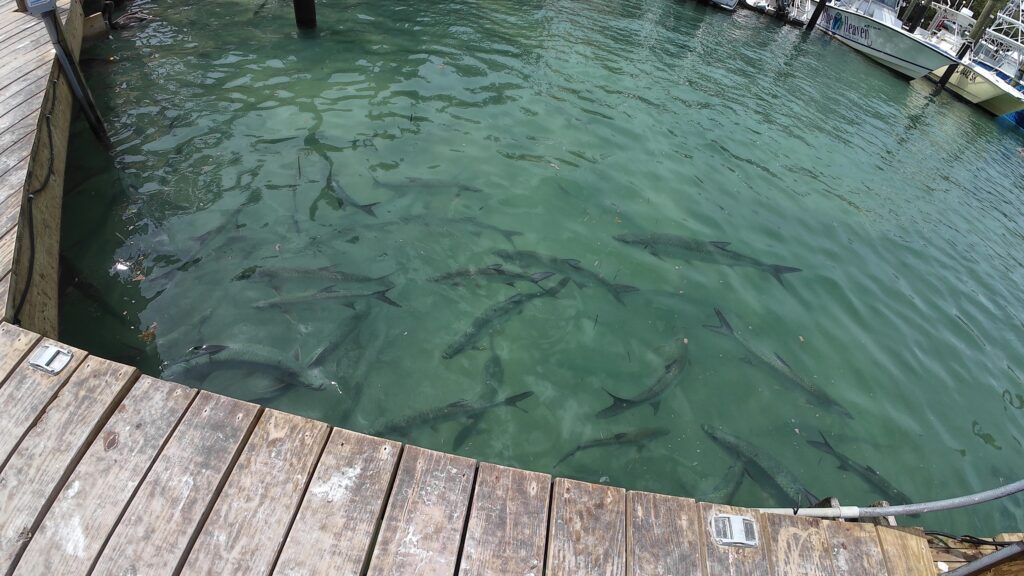 School of Tarpon