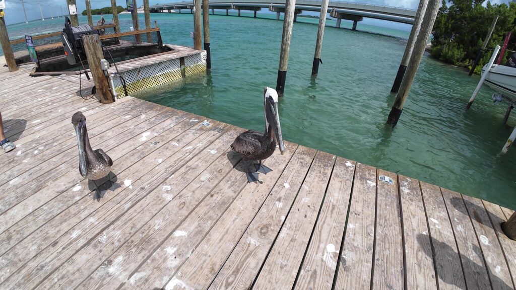 Pelicans Wanting the Fish Bait