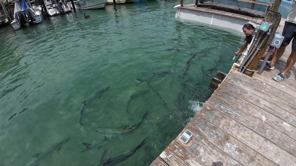 Tarpon Swarming for Bait Fish