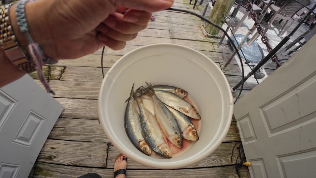 Bucket of Bait Fish for Feeding the Tarpon