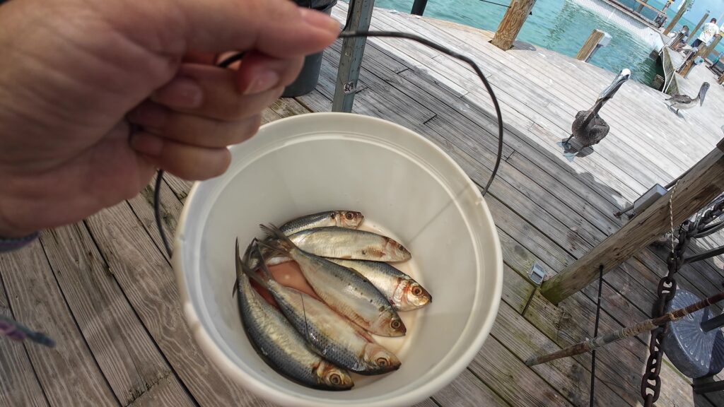 Bait Fish for Feeding the Tarpon