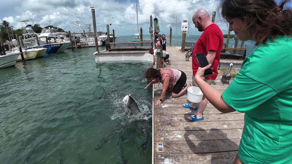 Tarpon Coming Out of the Water