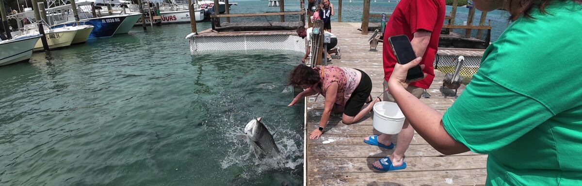 Tarpon Coming Out of the Water