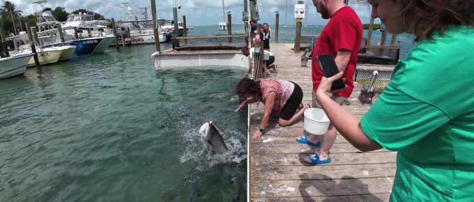 Tarpon Coming Out of the Water