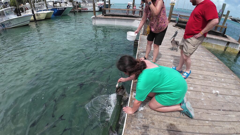 Amanda Feeding the Tarpon